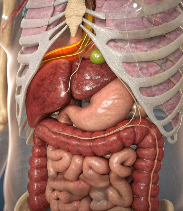 Primary Peritoneal Malignancies