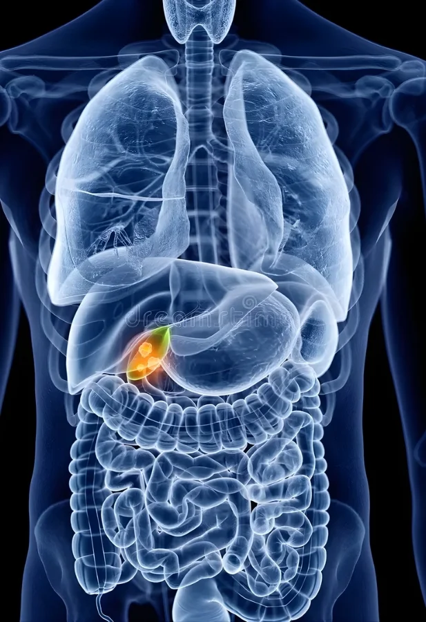 Gall Bladder